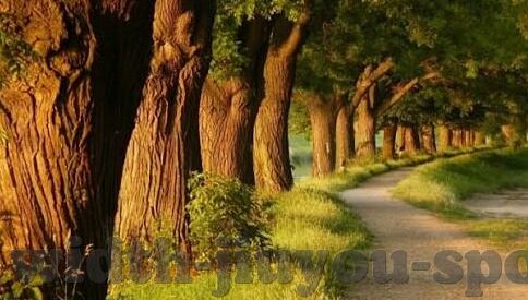足球 比分 排列-从足球比分排列中窥见绿茵场的无限可能
